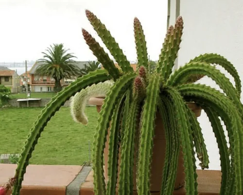 Miniatura 6 de Aporocactus Flagelliformis - Aporocactus Flagelliformis de 4 pulgadas con cola de rata rara planta viva, fácil de cultivar en interiores y RatTail