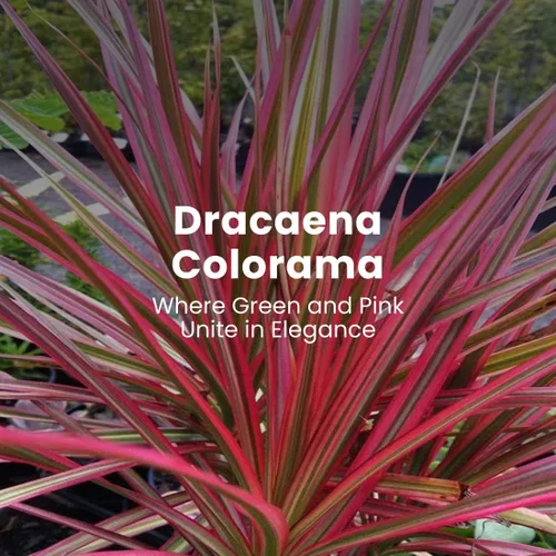 Miniatura 3 de American Plant Exchange Dracaena 'Colorama' - Maceta de 6 pulgadas - Planta de interior colorida viva con follaje a rayas rosas y verdes, planta