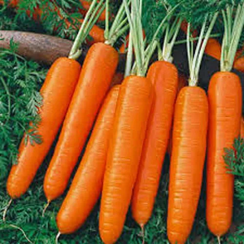 Semillas de zanahoria Scarlet Nantes, paquete de 50 semillas, sin OMG, las raíces de color naranja rico son sin núcleo, crujientes y muy dulces.