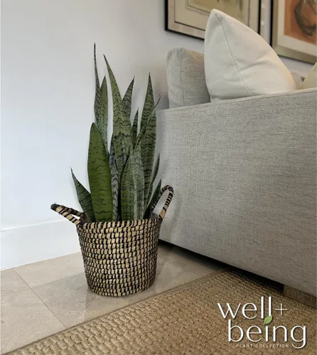 Miniatura 3 de Nature's Way Farms, Sansevieria Zeylanica, planta de serpiente, planta de interior viva, fácil cuidado, purificadora de aire