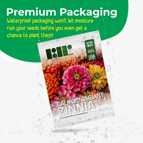Miniatura 2 de 250 semillas de zinnia de California Giants para plantar, semillas de flores de primera calidad cultivadas en Estados Unidos sin OMG cultivadas