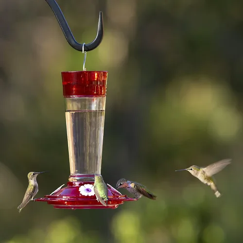 Miniatura 6 de More Birds Bird Health+ - Comedero para colibríes rubí, comedero de vidrio para colibríes para exteriores, 4 estaciones de alimentación, 10 onzas