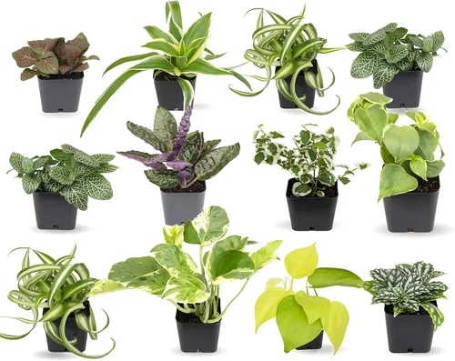 Miniatura 2 de Plants for Pets Plantas de interior fáciles de cultivar (paquete de 12) y plantas suculentas vivas Altman (paquete de 20) - Plantas