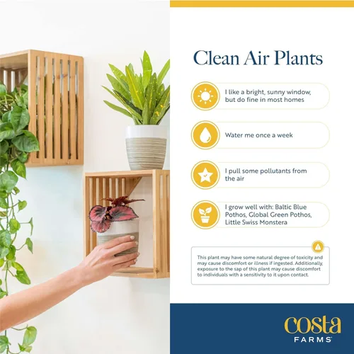 Miniatura 6 de Costa Farms Plantas vivas de interior (paquete de 2), seleccionadas a mano, fáciles de mantener, plantas de interior surtidas en macetas, mezcla