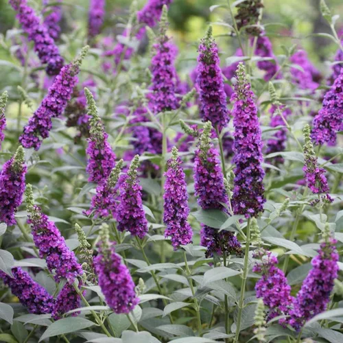 Miniatura 2 de Miss Violet Butterfly Bush - Maceta de 4" - Buddleia - Ganadores probados