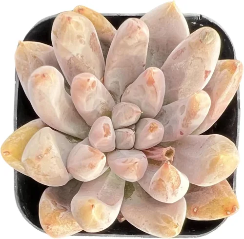 Miniatura 10 de Sprout N Green Echeveria 'Snow Angel', suculenta viva totalmente enraizada en maceta de 2 pulgadas, planta de casa para el hogar, oficina, boda