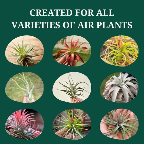 Miniatura 7 de Cute Farms Tillandsia Fertilizante para plantas de aire, fórmula suave de uso semanal, alimento vegetal Nutrientes formulados para plantas de aire