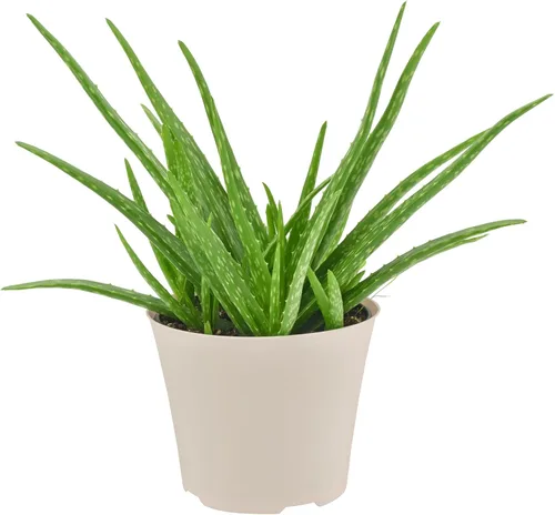 Miniatura 2 de Arcadia Garden Products Planta de interior viva suculenta de aloe vera fácil de interior en maceta de plástico, planta ornamental purificadora
