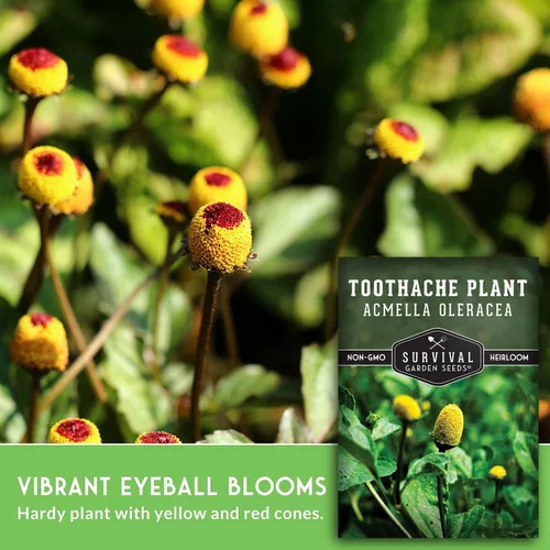 Miniatura 3 de Acmella Oleracea Spilanthes - Semillas de plantas para el dolor de muelas para plantar, botón de zumbido, hierba medicinal eléctrica y flor