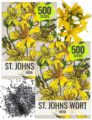 Seed Needs Semillas de hierba de St. Johns para plantar, semillas de hierbas medicinales sin OMG y sin tratar para plantar un jardín cultivado en