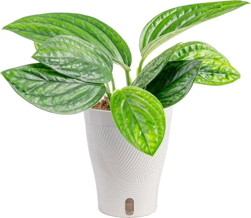Miniatura 15 de Costa Farms – Planta de Pothos Albo Variegado viva en maceta auto-regante, purificadora de aire para interior, perfecta para decoración del hogar