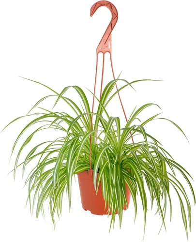Miniatura 15 de Shop Succulents - Planta colgante Monstera Adansonii, planta de interior viva, planta colgante de queso suizo de fácil cuidado para el hogar