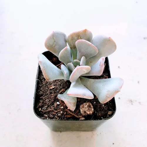Miniatura 11 de Blissful Echeveria Alpen Glow 4" Pot Live Succulent Pink Purple Rosette Plant Easy 2 Grow, Perfect for Wedding, Party Favor and Succulent