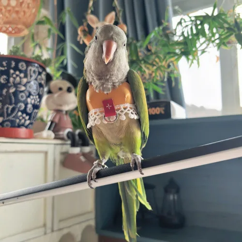 Miniatura 5 de Chaleco de arnés de vuelo de pájaro, traje de vuelo de loro con correa para periquitos, cacatúas, conures budgies, ropa de vuelo de pájaros