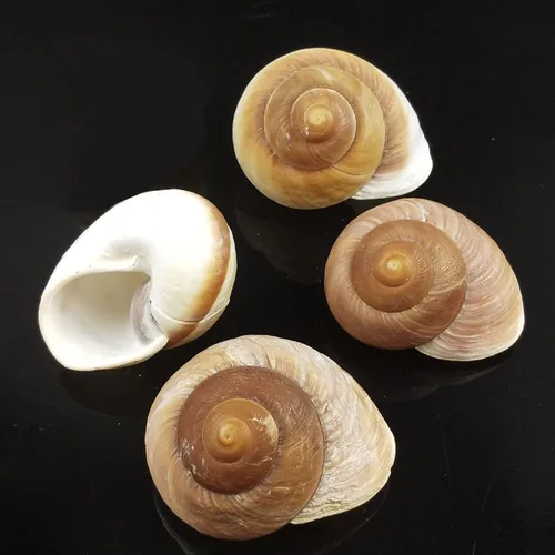 Paquete de 4 conchas de cangrejo ermitaño grandes, caracol de muffin, turbo, caracol gigante de tierra | Casa de cangrejo ermitaño para decoración