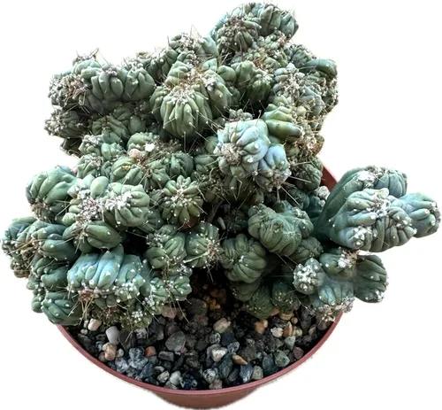Miniatura 18 de Cactus de lirio de Pascua de 8 pulgadas, Echinopsis Subdenudata, totalmente enraizado, resistente y tolerante a la sequía, fácil de cultivar