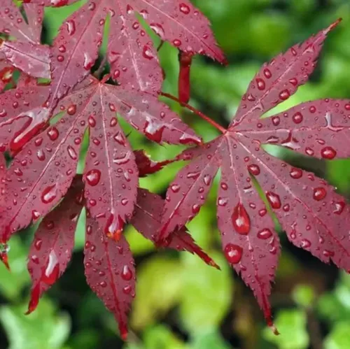 25 semillas de árbol de arce japonés rojo Acer Palmatum resistentes ornamentales para paisajismo no transgénico