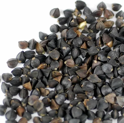 Miniatura 2 de Semillas de germinación de trigo sarraceno orgánico a granel, 4 libras, sin cáscara, orgánicas, jardinería, cultivo de verduras para ensalada