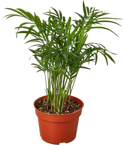 Miniatura 31 de Planta de serpiente Laurentii Sansevieria Trifasciata Planta viva para interior Diferentes plantas de interior en maceta de 4 y 6 pulgadas