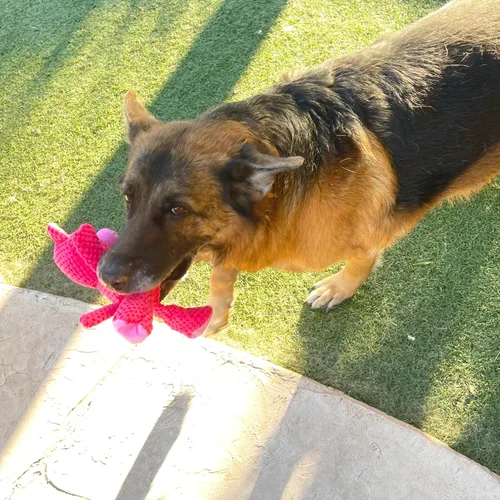 Miniatura 5 de Jalousie - Paquete múltiple de juguetes chirriantes para perros, paquete a granel, juguete para cachorros - Juguetes para cachorros para mascotas