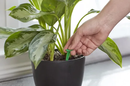 Miniatura 4 de Miracle-Gro Picos para alimentos para plantas de interior, fertilizantes para plantas, 1.1 onzas, 24 pinchos/paquete (paquete de 24)