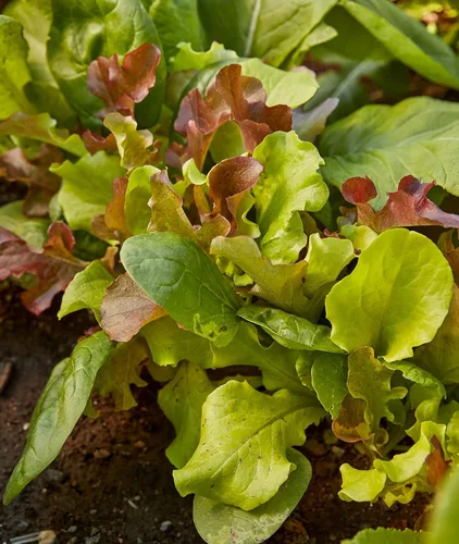 Miniatura 5 de Burpee Sweet Salad Mix Mesclun Seeds 750 semillas