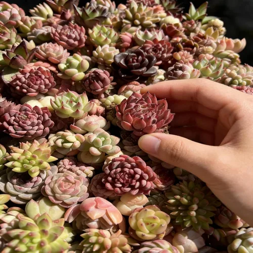 Miniatura 5 de Paquete de 100 plantas suculentas vivas, suculentas surtidas a granel, raíz desnuda a granel, mini plantas suculentas vivas, plantas suculentas