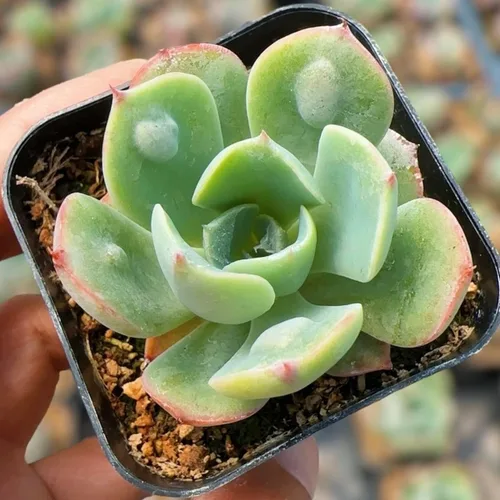 Miniatura 17 de Plantas suculentas de cactus vivos de USKC (maceta de 2 pulgadas Echeveria Blue Bird)