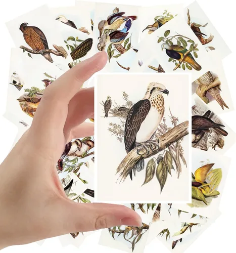 Miniatura 17 de Calcomanías grandes, 24 piezas (2.5 x 3.5 pulgadas cada una) pájaros, mariposas y flores, libro botánico antiguo, ilustración, postales vintage, Ocho