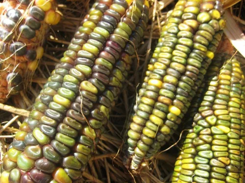 Miniatura 3 de TomorrowSeeds - Semillas de maíz ornamentales con abolladuras verdes oaxaqueñas - Más de 60 unidades - para plantar 2026, verde, azul, oro