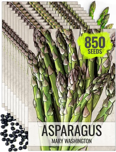 Miniatura 15 de Seed Needs Semillas de espárragos para plantar espárragos Mary Washington, semillas de vegetales perennes sin OMG y sin tratar para plantar un