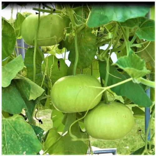 Miniatura 3 de Semillas de calabaza de botella redonda india para plantar, semillas de verduras fáciles de cultivar para el jardín del hogar, jardinería