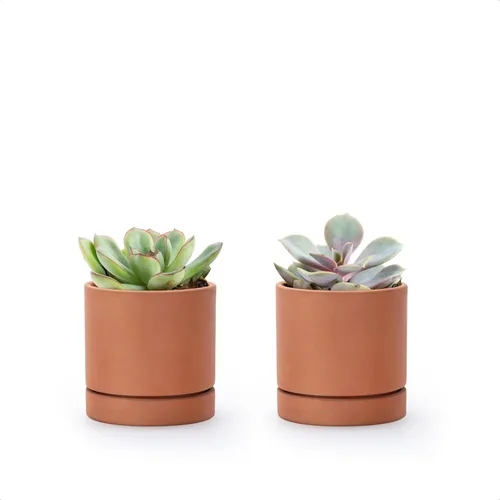 Miniatura 13 de D'vine Dev Maceta de Terracota Extra Pequeña de 4 Pulgadas con Orificio de Drenaje y Platillo, Maceta Cilíndrica Redonda para Plantas