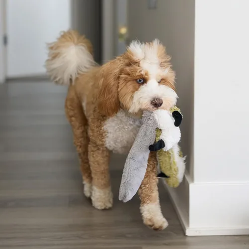 Miniatura 15 de SPOT Skinneeez - Juguete para perros sin relleno con chirriador para todos los perros. Juguete de tira y afloja para razas pequeñas y grandes. 23