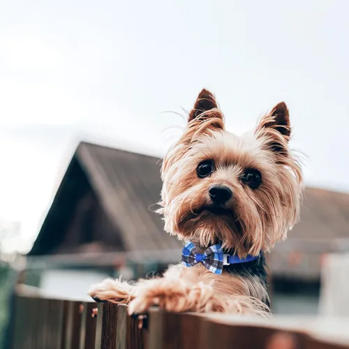 Miniatura 5 de Segarty Corbatines para perros, 40 piezas de collares con corbatín ajustables para mascotas pequeñas y medianas, corbatines cómodos para el cuello