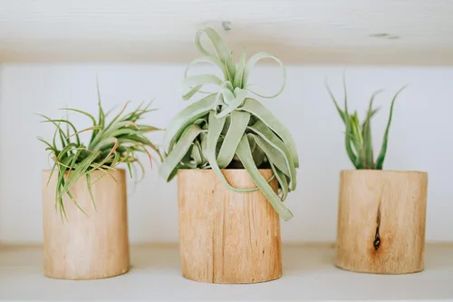 Miniatura 6 de Medium Air Plants Streptophylla - Plantas suculentas de interior y exterior de Tillandsia vivas - Disponible al por mayor y a granel - Decoración