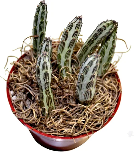 Miniatura 2 de Fat Plants San Diego Planta(s) Suculenta(s) Completamente Enraizada(s) en Macetas Plantadoras de 4 Pulgadas con Tierra - Suculentas Reales Vivas