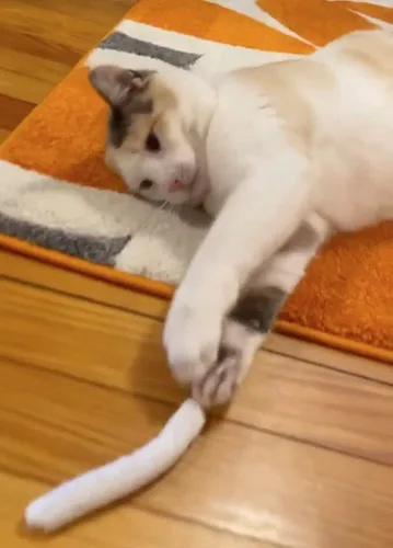 Miniatura 5 de Smokey's Stash Botella de hierba gatera de 2 onzas con juntas preenrolladas rellenas de nip para gatos, 5 juntas por paquete