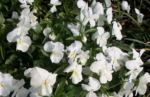 Miniatura 2 de Viola Cornuta Semillas – Perfección Blanca – Ideal en cesta colgante y cama de jardín (100 semillas)