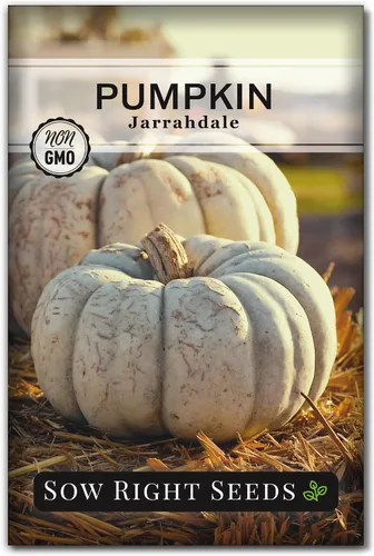 Sow Right Seeds - Semillas de calabaza Jarrahdale para plantar - Paquete de reliquia sin OMG con instrucciones para plantar y cultivar un huerto en