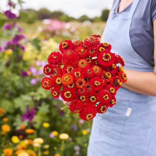 Miniatura 41 de Eden Brothers - Semillas de zinnia, cactus con flores, sin OMG, plantar en primavera, paquete, flores de bajo mantenimiento, zonas 3, 4, 5, 6, 7, 8