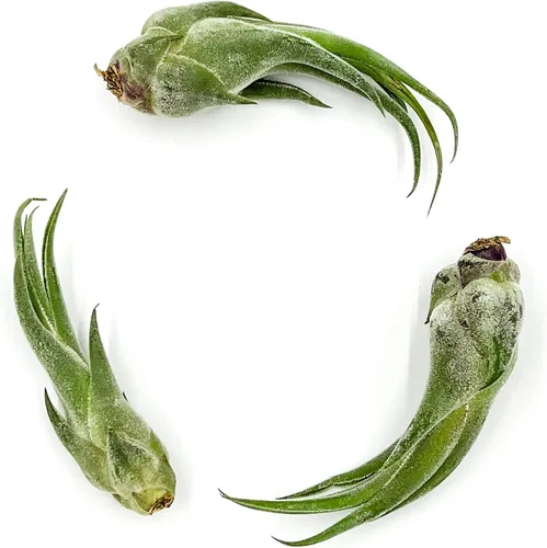 Miniatura 31 de ragnaroc Planta de Aire Viva – Tillandsia Capiput, Jumbo 6-9” - 2 unidades - Llegada Viva Garantizada - Plantas de Casa para Decoración del Hogar