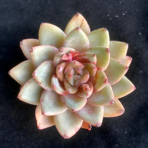 Miniatura 12 de Succulent Plants Live– Easy Care Bare Root Succulents for Indoor Outdoor Decor, Mini Live Plants for Home, Garden, Office, & Gift Ideas