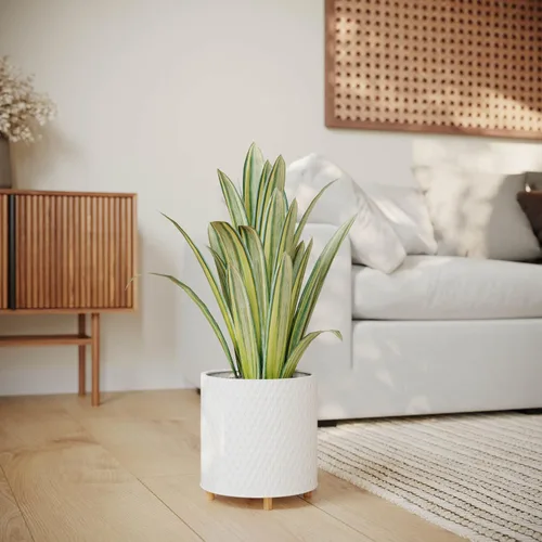 Miniatura 9 de EverNest Claire Modern Maceta de interior con soporte de madera, patrón blanco, 8 pulgadas, SelectBase, estilo moderno neutro de mediados de siglo