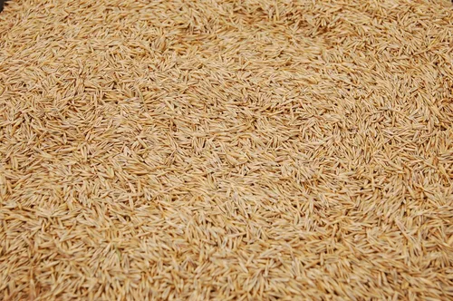 Miniatura 3 de Semilla de festuca fina roja rastrera (5 libras). ¡Elige el tamaño! Cultivada en Willamette Valley Oregon, sin rellenos, sin malas hierbas u otras