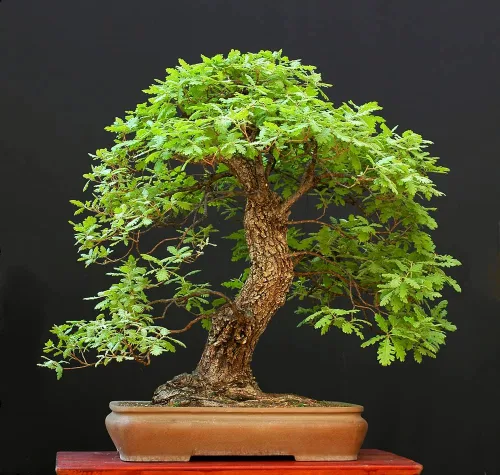 Semillas de árbol bonsái de roble blanco para plantar | 5 semillas grandes y saludables | El roble blanco es apreciado por su aspecto atractivo y