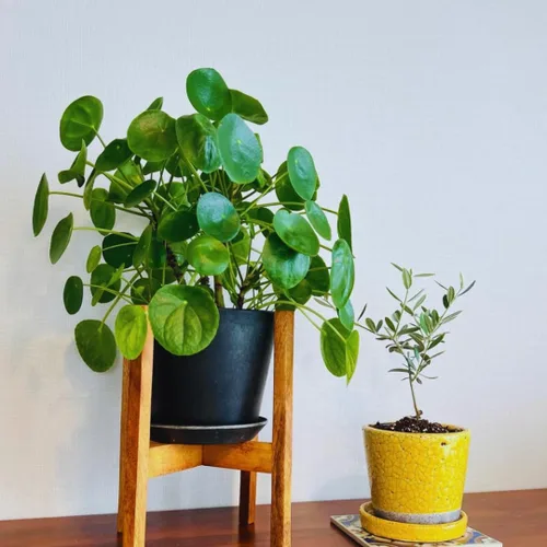Miniatura 4 de Planta de árbol de dinero para interiores, de 5 a 7 pulgadas de altura, Pilea Peperomioides Live, plantas de interior vivas para plantar y cultivar