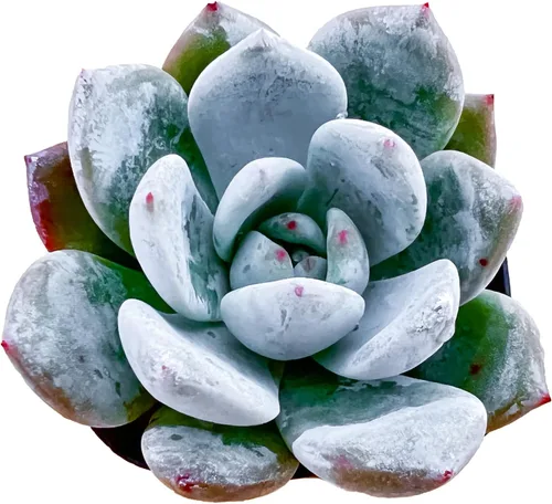 Sprout N Green Echeveria 'Snow Angel', suculenta viva totalmente enraizada en maceta de 2 pulgadas, planta de casa para el hogar, oficina, boda,