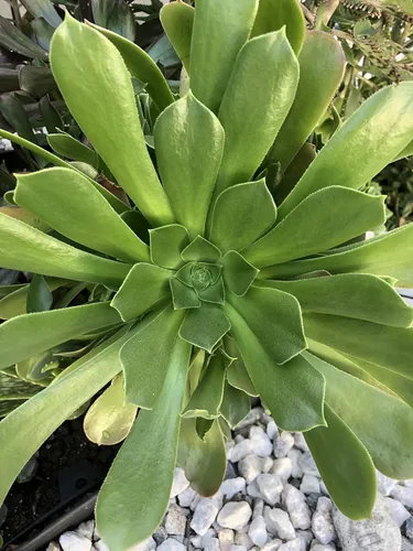 Miniatura 3 de Blissful 5 Rosetas de Aeonium de 2 a 6 pulgadas, raras 5 variedades únicas. Fácil de cultivar, tolerante a la sequía y perfecto para regalos