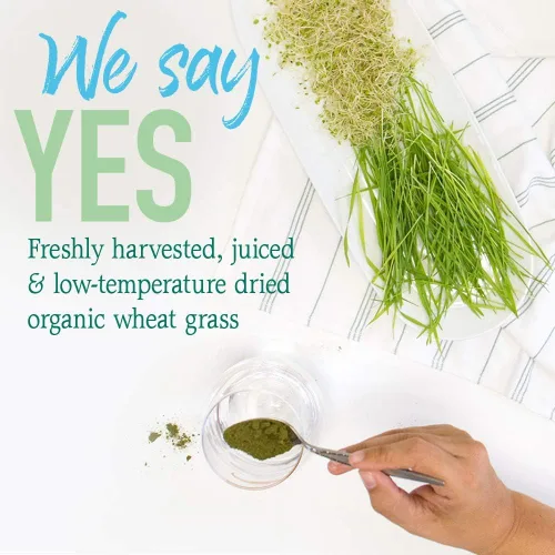 Miniatura 8 de Garden of Life Raw Organic Perfect Food 100% orgánico jugo de pasto de trigo de Estados Unidos – Polvo de superalimentos verdes en jugo, 60